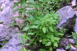 <img150*0:stuff/z/169023/Leaves/i1280423294_40.jpg>