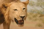 Lions.