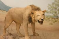 <img200*0:stuff/z/169023/Lions./i1284310883_2.jpg>
