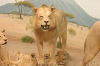 <img200*0:stuff/z/169023/Lions./i1284310883_3.jpg>
