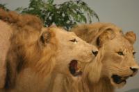 <img200*0:stuff/z/169023/Lions./i1284310884_10.jpg>