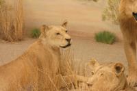<img200*0:stuff/z/169023/Lions./i1284310884_11.jpg>
