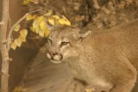 <img200*0:stuff/z/169023/Lions./i1284310884_12.jpg>