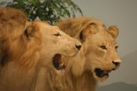 <img200*0:stuff/z/169023/Lions./i1284310884_13.jpg>