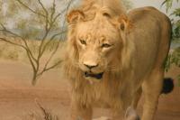 <img200*0:stuff/z/169023/Lions./i1284310884_14.jpg>