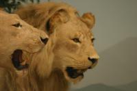 <img200*0:stuff/z/169023/Lions./i1284310884_4.jpg>
