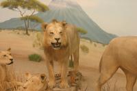 <img200*0:stuff/z/169023/Lions./i1284310884_5.jpg>
