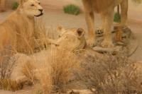 <img200*0:stuff/z/169023/Lions./i1284310884_6.jpg>