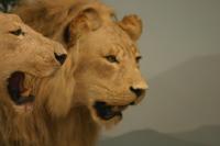 <img200*0:stuff/z/169023/Lions./i1284310884_7.jpg>