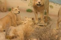 <img200*0:stuff/z/169023/Lions./i1284310884_8.jpg>