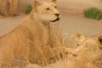 <img200*0:stuff/z/169023/Lions./i1284310884_9.jpg>