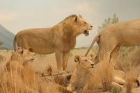 <img200*0:stuff/z/169023/Lions./i1284310885_15.jpg>