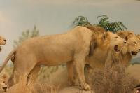 <img200*0:stuff/z/169023/Lions./i1284310885_16.jpg>