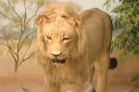 <img200*0:stuff/z/169023/Lions./i1284310885_17.jpg>