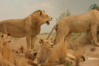 <img200*0:stuff/z/169023/Lions./i1284310885_18.jpg>