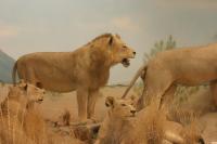 <img200*0:stuff/z/169023/Lions./i1284310885_19.jpg>