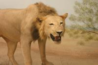 <img200*0:stuff/z/169023/Lions./i1284310885_20.jpg>