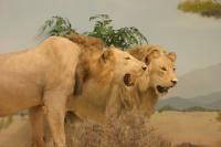<img200*0:stuff/z/169023/Lions./i1284310885_21.jpg>
