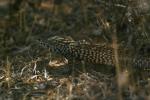 Desert Lizards