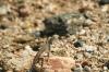 <img100*0:stuff/z/169023/Lizard14/i1258668156_3.jpg>
