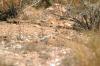<img100*0:stuff/z/169023/Lizard14/i1258668156_4.jpg>