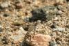 <img100*0:stuff/z/169023/Lizard14/i1258668156_5.jpg>