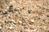<img100*0:stuff/z/169023/Lizard14/i1258668157_10.jpg>