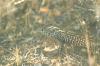 <img100*0:stuff/z/169023/Lizard14/i1258668157_11.jpg>