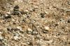 <img100*0:stuff/z/169023/Lizard14/i1258668157_12.jpg>