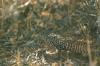 <img100*0:stuff/z/169023/Lizard14/i1258668157_13.jpg>