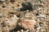 <img100*0:stuff/z/169023/Lizard14/i1258668157_14.jpg>
