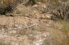 <img100*0:stuff/z/169023/Lizard14/i1258668157_6.jpg>