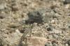 <img100*0:stuff/z/169023/Lizard14/i1258668157_7.jpg>