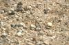 <img100*0:stuff/z/169023/Lizard14/i1258668157_8.jpg>
