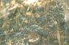<img100*0:stuff/z/169023/Lizard14/i1258668157_9.jpg>