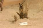 <img0*100:stuff/z/169023/Meer%2520Kat/i1283887716_1.jpg>