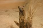 <img0*100:stuff/z/169023/Meer%2520Kat/i1283887716_2.jpg>