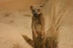 <img0*100:stuff/z/169023/Meer%2520Kat/i1283887716_3.jpg>