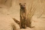 <img0*100:stuff/z/169023/Meer%2520Kat/i1283887717_4.jpg>