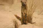 <img0*100:stuff/z/169023/Meer%2520Kat/i1283887717_5.jpg>