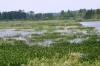 Michigan Marsh.1