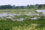 michigan marsh.1