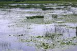 <img150*0:stuff/z/169023/Michigan%2520Marsh.1/i1277849732_11.jpg>
