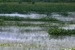 <img150*0:stuff/z/169023/Michigan%2520Marsh.1/i1277849732_12.jpg>