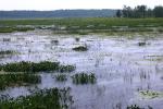 <img150*0:stuff/z/169023/Michigan%2520Marsh.1/i1277849732_2.jpg>