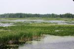<img150*0:stuff/z/169023/Michigan%2520Marsh.1/i1277849732_3.jpg>