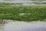 <img150*0:stuff/z/169023/Michigan%2520Marsh.1/i1277849732_4.jpg>