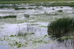 <img150*0:stuff/z/169023/Michigan%2520Marsh.1/i1277849732_5.jpg>