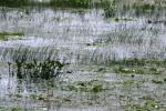 <img150*0:stuff/z/169023/Michigan%2520Marsh.1/i1277849732_6.jpg>