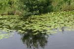 <img150*0:stuff/z/169023/Michigan%2520Marsh.1/i1277849732_7.jpg>